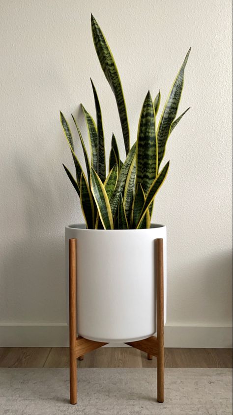 Snake Plant Home Decor, Fake Snake Plant, Snake Plant In Living Room, Snake Plant Styling, Snake Plant Indoor Decor Ideas, Bedroom Snake Plant, Indoor Plants Low Maintenance, Aesthetic Indoor Plants, Snake Plant In Bathroom