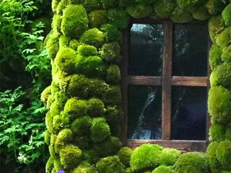 Biomimicry professional and plant designer Joe Zazzera talks about moss wall art as an affordable, maintenance-free way to bring outdoor beauty and calm into the workplace. Cottage Windows, Vertical Gardens, Moss Garden, Moss Wall, The Secret Garden, Green Wall, Tiny Homes, Vertical Garden, Dream Garden