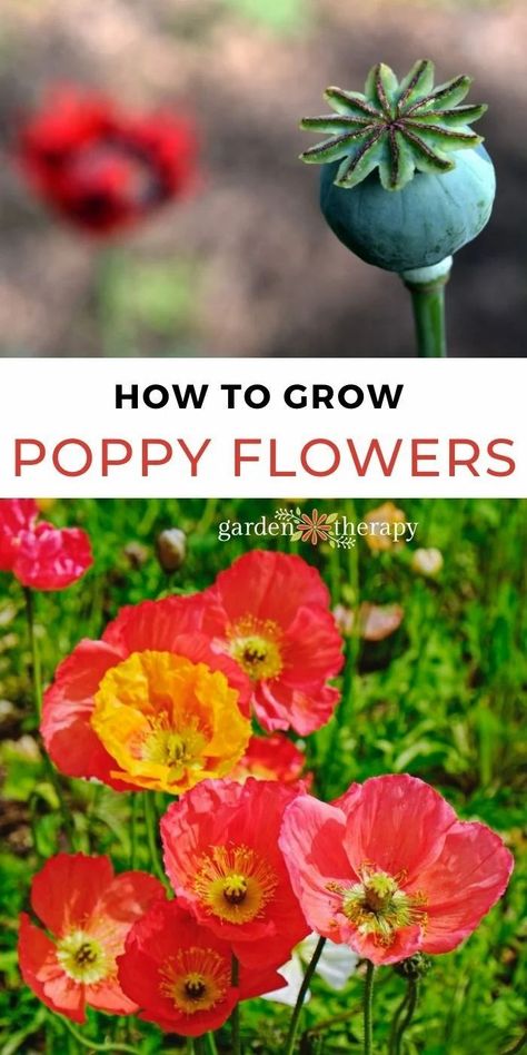 Grow Poppies From Seed, How To Plant Poppy Seeds, When To Plant Poppy Seeds, Poppies In Garden, How To Grow Poppies, Poppy Garden Ideas, Planters Idea, Poppies Photography, Poppy Flower Garden