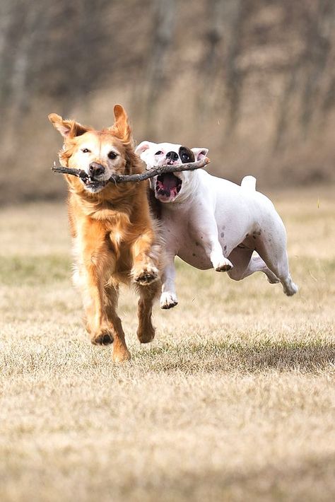 Dogs Playing, Training Dogs, Dog People, Must Love Dogs, Charles Spaniel, Animal Friends, Cavalier King Charles Spaniel, Cavalier King Charles, Puppy Training