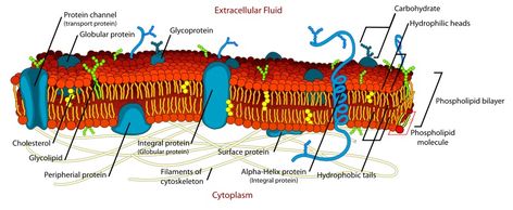 What is the Difference Between Glycolipid and Glycoprotein - Pediaa.Com Cell Membrane Structure, Membran Sel, Extracellular Fluid, Cell Diagram, College Physics, Membrane Structure, Plasma Membrane, Ap Biology, Diagram Chart