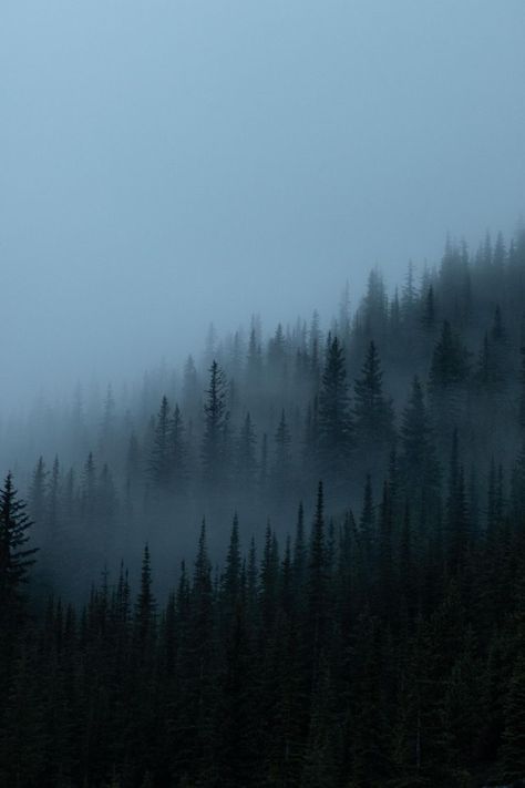 Banff Alberta, Foggy Forest, The Fog, Pine Trees, In The Mountains, Trees, Forest, Nature