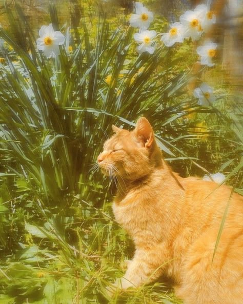 Cats In Nature, Ethereal Nature, Photography Alternative, Garden Meadow, Aesthetic Garden, Orange Cats, Orange Tabby, Fairycore Cottagecore, Ginger Cats