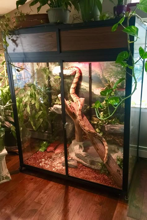 Reptile Tanks, Snake Cages, Diy Reptile, Snake Terrarium, Snake Enclosure, Animal Enclosures, Snake Tank, Reptile House, Fish Tank Terrarium