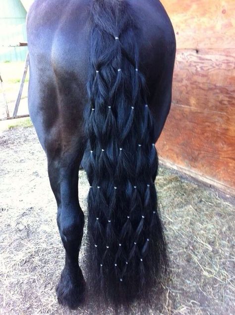 Black horse with diamond braid tail  #horse #horses #braidedtail #braidedhorsetail #tailbraiding   https://www.islandcowgirl.com Horse Hair Styles, Horse Hairstyles, Horse Mane Braids, Horse Braids, Horse Hair Braiding, Horse Braiding, Tail Braids, Horse Mane, Horse Costumes