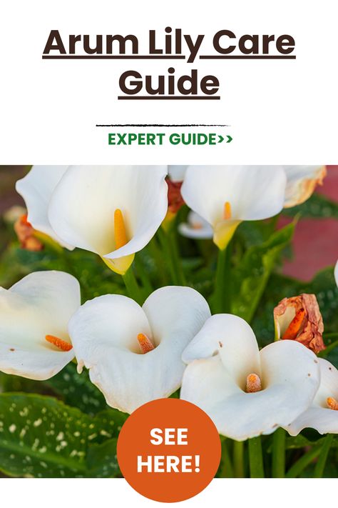 With their vibrant, arrow-shaped leaves and showy blooms, arum lilies make a bold statement in gardens and containers. Get tips for successfully growing these beauties, including ideal conditions, planting, watering, fertilizing, and overwintering care. Keep your arum lilies thriving with this easy care guide. #arumlily #arumlilycare #lilycare #gardenplants #containerplants #tropicalplants #flowerbulbs #gardeningtips Cyclamen Care, Bamboo Plant Care, When To Plant Tulips, Amaryllis Care, Lilly Garden, Clematis Care, Calla Lily Bulbs, Arum Lilies, Big Leaf Plants