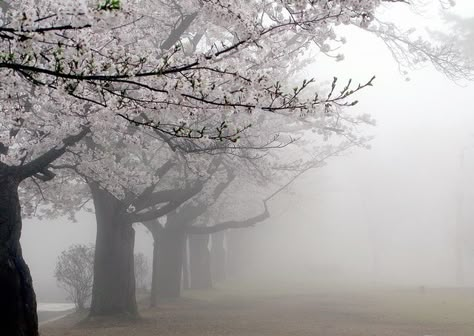 Gloomy Coquette, Sakura Tree, Nothing But Flowers, Japan Aesthetic, Cherry Blossom Tree, Blossom Trees, The Fog, Pretty Places, Cherry Blossoms