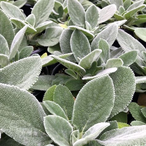 Stachys ‘Helene von Stein’ (Lamb’s Ear) Stachys Helen Von Stein, Lambs Ear Plant, Front Landscaping Ideas, Lamb Ears, House Inspection, Lambs Ears, Stachys Byzantina, Meadow Landscape, Sage Plant