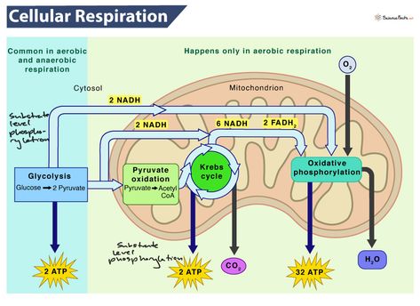 ￼ ￼ ￼ ￼ ￼ ￼ ￼ ￼ ￼ Cellular Respiration Diagram, Respiration Diagram, Aerobic Respiration, Anaerobic Respiration, Carbon Molecule, Oxidative Phosphorylation, Citric Acid Cycle, Cell Respiration, Photosynthesis And Cellular Respiration