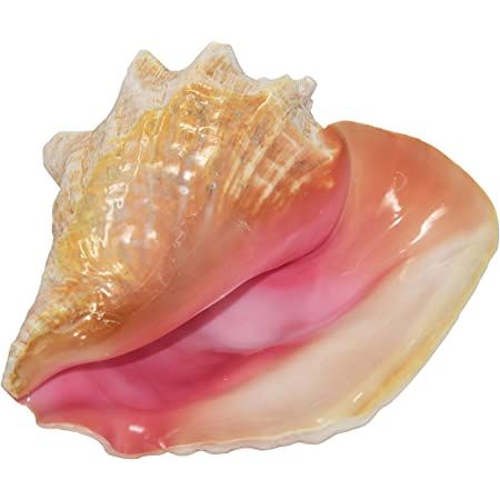 Conch Seashell, Seashell Pink, Big Shell, Conch Shells, Hot Halloween Outfits, Big Sea, Shell Decor, Foto Ideas Instagram, Conch Shell