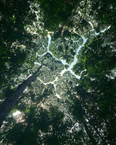 27 Amazing Examples Of “Crown Shyness”, A Phenomenon Where Trees Avoid Touching Crown Shyness, Image Nature, Tree Hugger, Walk In The Woods, Photosynthesis, Patterns In Nature, Beautiful Tree, Enchanted Forest, Amazing Nature