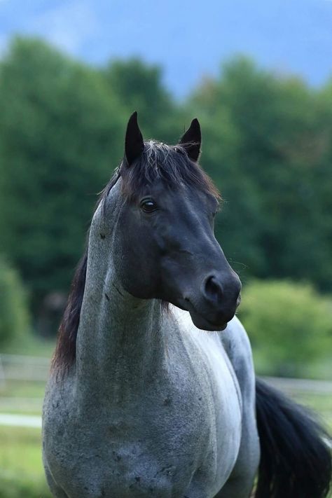 American Quarter Horse Blue Roan, Blue Roan Draft Horse, Blue Roan Horse Quarter, Quarter Horse Blue Roan, Blue Roan Mustang, Black Roan Horse, Roan Horse Colors, Blue Roan Horse Aesthetic, Horses Blue Roan