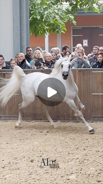 RAWDHA.GRAPHICS ♥️🦌 on Instagram‎: "🍃 this is the best time to
Be young and then reborn .. do things we’ve never done before .. / 
This is the high life, ♥️🍃

( ♥️ )

Jadem arabians @jadem_arabians 
Video by @arabianinsider 

Edited by @rawdha.0🦌♥️
If u repost make sure to tag me 🍃
.
.
.
#horse #arabianhorses #cavallo #stallions #arabianstallion #الخيل_العربية #خيل #خيول"‎ Arabian Horse Photography, Arabian Horse Costume, Stallion Horses, Arabian Stallions, Horse Costumes, Beautiful Arabian Horses, Arabian Horses, Arabian Horse, Family Fashion