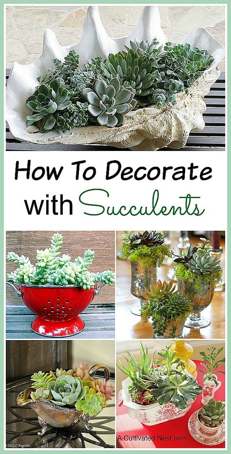 One of the fun things about Succulents is that they look terrific in all kinds of containers and they are easy to grow (even for those with “black thumbs”).   There are so many different shapes, sizes and colors of succulents that it’s easy to make a beautiful and unique succulent garden!  Here are some pretty INDOOR SUCCULENT CONTAINER IDEAS to inspire you! Kaktus Dan Sukulen, Succulent Garden Indoor, Succulent Ideas, Garden Succulents, Succulent Garden Diy, Succulent Gardens, Container Ideas, Succulent Gardening, Succulents In Containers