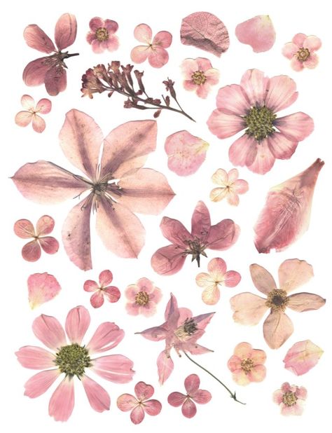 Pink Literature Aesthetic, Fairycore Pictures, Pink Goblincore, Pink Cottagecore Aesthetic, Pretty Flowers Aesthetic, Cottage Core Posters, Pink Aesthetic Vintage, Flowers Fairycore, Cottagecore Pictures