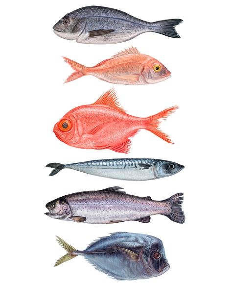 Dinner Seafood, Easy Drawing Steps, Fish Illustration, Fish Drawings, Types Of Fish, Scientific Illustration, Fish Painting, Food Fresh, Fish Art