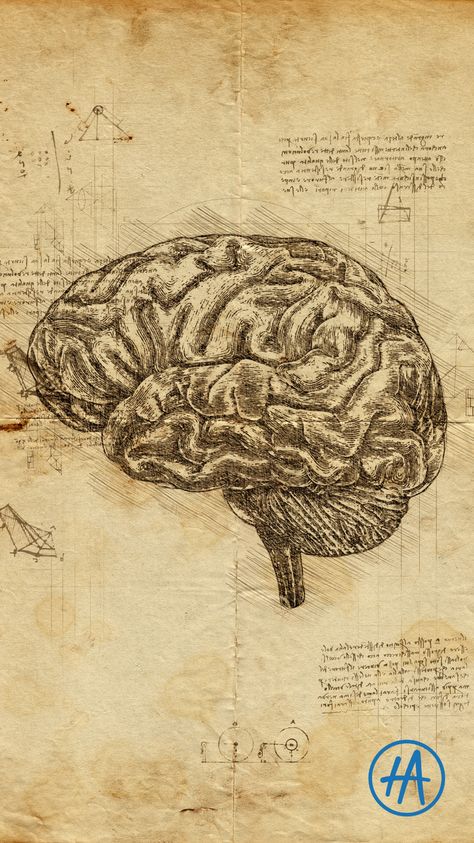 Dark Anatomy Art, Victorian Anatomy Drawings, Brain Anatomy Aesthetic, Leonardo Da Vinci Artist Research Page, Biology Art Aesthetic, Brain Labeled Diagram, Brain Drawing Anatomy, Anatomical Drawings Medical, Human Brain Aesthetic