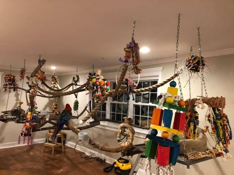 Macaw Cage Ideas, Parrot Room Ideas, Parrot Cage Ideas Design, Indoor Bird Room Ideas, Parrot Room, Bird Room Ideas, Parrot Ideas, Macaw Cage, Homemade Bird Toys