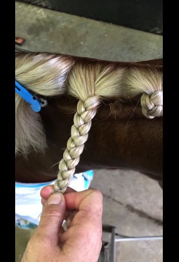 Mane Plaiting, Horse Hairstyles, Mane Braids, Horse Mane Braids, Horse Braids, Horse Hair Braiding, Horse Hacks, Horse Braiding, Horse's Neck