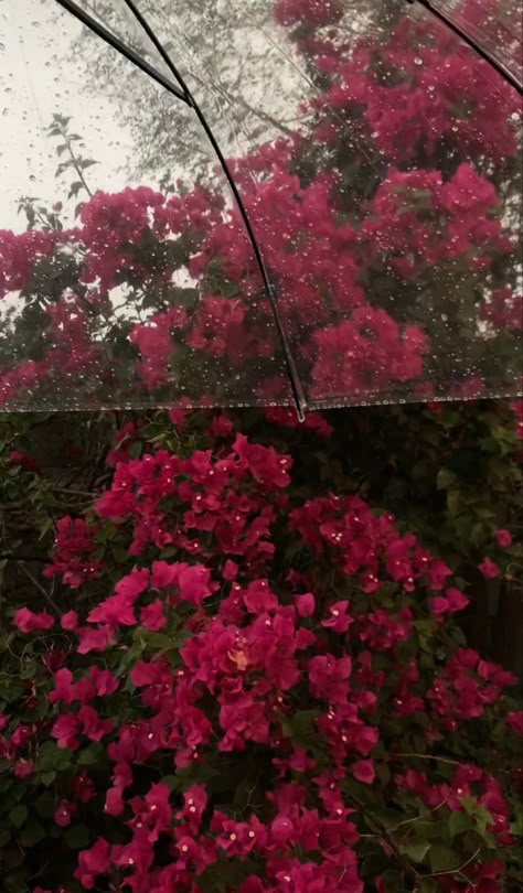 Barish Aesthetic, Aesthetic Roses, Wallpaper Earth, Upcycle Decor, Face Pictures, Nothing But Flowers, Cute Flower Wallpapers, Abstract Iphone Wallpaper, Rain Photography