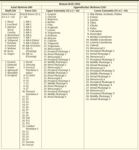 Humam body consists of 206 bones. Here is the full count of bones in an organized manner for easy remembering. 206 Bones, Anatomy Organs, Bone Healing, Surgical Technician, Body Bones, Inspirational Phone Wallpaper, Medical Student Study, Study Tips For Students, Study Flashcards