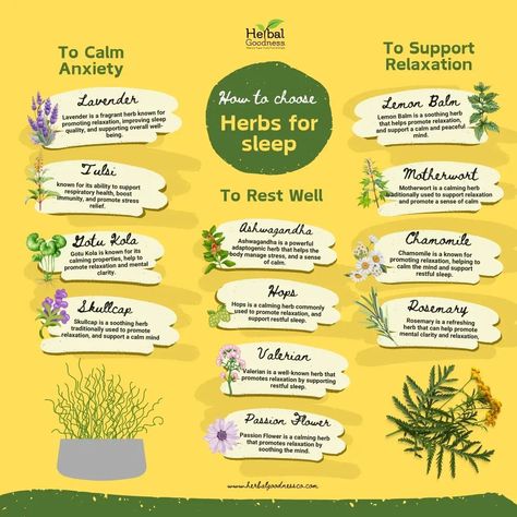 Here's how to choose the right herbs for a restful night: Look for herbs like Chamomile for calming effects, Valerian Root for relaxation, and Lavender for the mind. Each herb works differently, so experiment to find the one that works best for you! 😴🌿 #HerbalRemedies #SleepBetter #NaturalSleep #HerbalGoodness #RestfulNights #HolisticWellness Valerian Root Benefits, Calming Herbs, Apple Plant, Health Tonic, Adaptogenic Herbs, Natural Aromatherapy, Valerian Root, Restorative Sleep, Respiratory Health