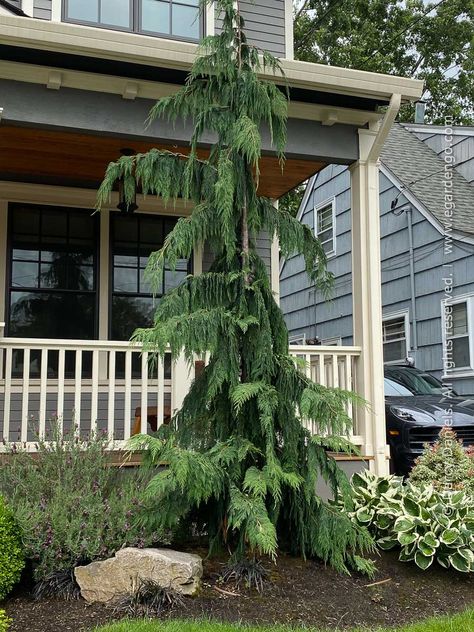 Full Sun Trees Front Yards, Unique Evergreen Trees, Weeping Pine Tree, Pine Trees Landscaping, Weeping Cedar Landscaping, Weeping Cedar Tree, Weeping Pine Tree Landscaping Ideas, Green Arrow Alaskan Cedar, Landscaping With Conifers