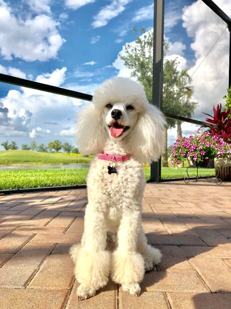 White Toy Poodle Haircut Styles, White Toy Poodle Puppy, Mini Poodle Haircut, White Mini Poodle, Miniature Poodle Haircuts, White Poodle Aesthetic, Poodle Puppy White, Poodle Puppy Cut, Toy Poodle White