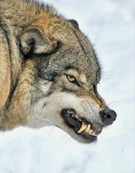 The warning Snarling Wolf, Wolf Poses, Angry Wolf, Wolf Images, Wolf Photos, Wolf Tattoo Design, Animal Study, Wolf Love, Wolf Pictures