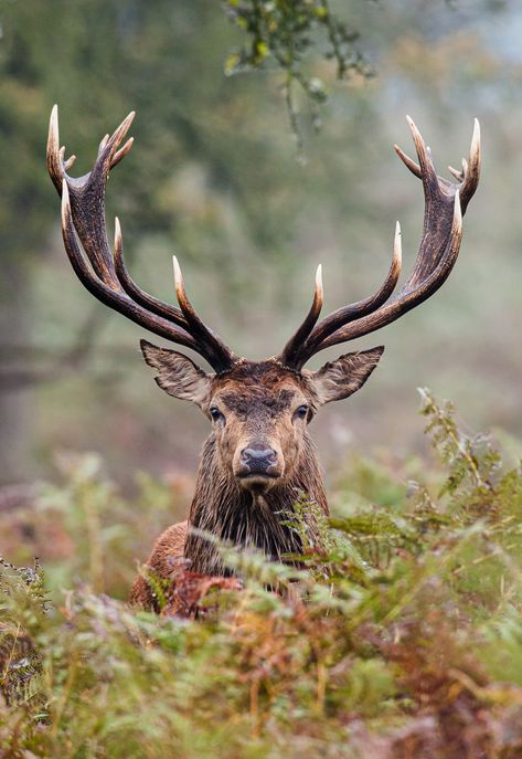 Red deer stag during the deer rut. Taken in Richmond park, in London. If you are starting out in Wildlife Photography this is a great species to start with Deer Shed Ideas, Deer Makeup, Deer Photography, Deer Species, Deer Fence, Deer Drawing, Wild Animals Photography, Deer Photos, Deer Pictures