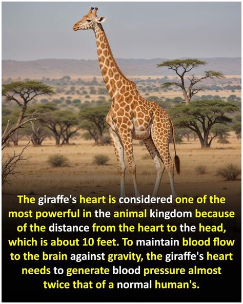 Giraffe Meaning, Giraffe Spiritual Meaning, Giraffe Quotes, Giraffe Evolution, Fun Facts About Giraffes, Giraffe Heart, Giraffe Facts, Giraffe Habitat, Fact Of The Day