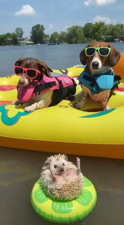 Best Friends Video, Sunday Mood, Cute Animals Puppies, Animal Funny, Funny Animal Photos, Animals Funny, Cute Funny Dogs, Silly Animals, Cute Wild Animals