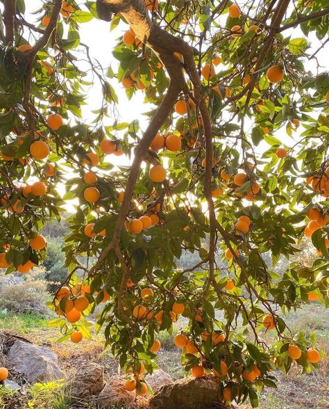 Wide Sargasso Sea, Violet Bent Backwards, Sargasso Sea, Painting Orange, Sea Aesthetic, Orange Trees, Orange Grove, Dark Grunge, Orange Aesthetic