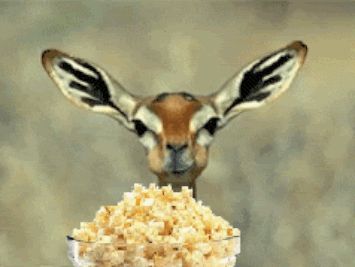 e58a5251e62878171ac29619b69fcd87.gif (355×267) Eating Gif, Eating Popcorn, Interesting Animal, Introduce Myself, Film Clips, Be Our Guest, Cool Animals, Carnival Cruise, Graphics Animation