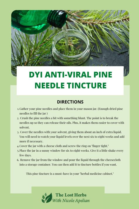 Not many people know, but some pine trees are poisonous or even highly toxic. However, if you use the right one, you will get this extremely powerful antiviral: Pine Needle Tincture Benefits, Pine Needle Oil Benefits, Pine Needle Tincture, Natural Antiviral, Tincture Benefits, Pine Needle Oil, Sick Remedies, Herbal Tinctures, Natural Healing Remedies