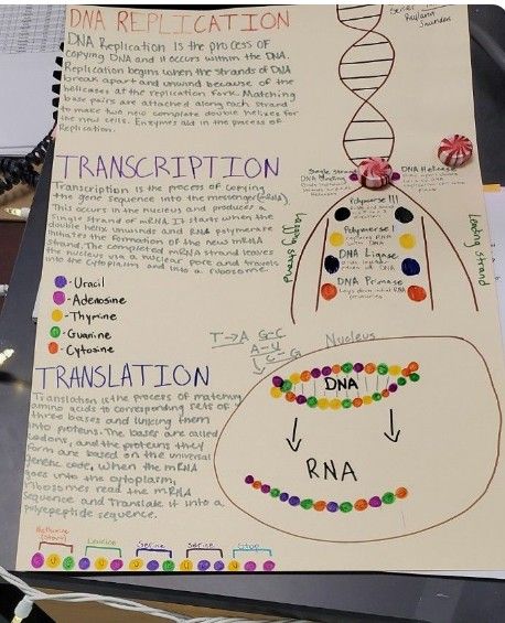 Biology Interactive Notebook, Cell Biology Notes, Praxis Study, Biochemistry Notes, Bio Notes, Human Biology, Study Chemistry, Nurse Study, Medicine Notes