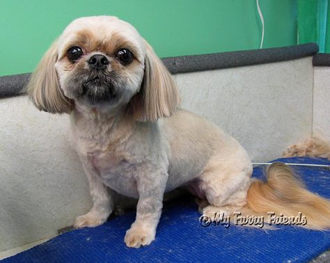 Crazy Dog Haircut, Goofy Dog Haircuts, Curly Hair Dog Grooming, Creative Dog Grooming Dyes, Dog Grooming Shih Tzu, Shih Tzu Grooming, Dog Grooming Memes, Lhasa Apso, Lhasa