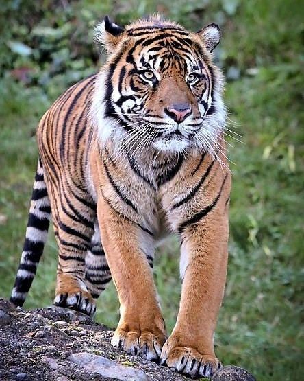 Athena Mckinzie, Tiger Pics, African Tiger, Malayan Tiger, Big Cat Family, Save The Tiger, Tiger Images, Big Cat Rescue, Sumatran Tiger