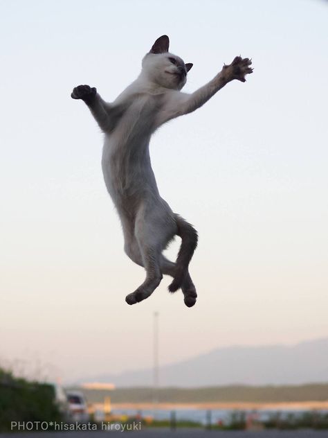 Cats Dancing, Cat Dancing, Cat Jumping, Feline Beauty, Jumping Cat, Animal Poses, Cat Poses, Cat References, Ninja Cats