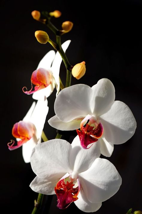 Orchid Reference, Orchid Photography, Orchid Varieties, Moth Orchid, Exotic Orchids, Macro Flower, Orchid Arrangements, The Secret Garden, Orchid Care