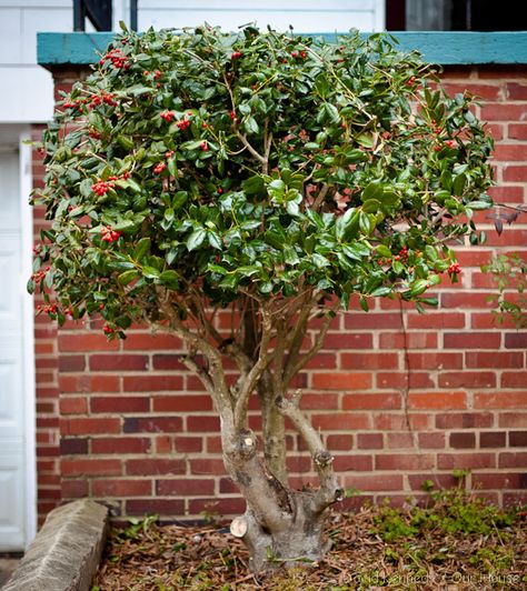 Holly bush- love this pruning job!!!   I have a hedge of mature Holly Bushes in my back garden that need this sort of attention desperately. Winter Landscaping, Shakespeare Garden, Holly Shrub, Holly Bush, Yard Flowers, Holly Tree, Balcony Plants, Front Landscaping, Garden Shrubs