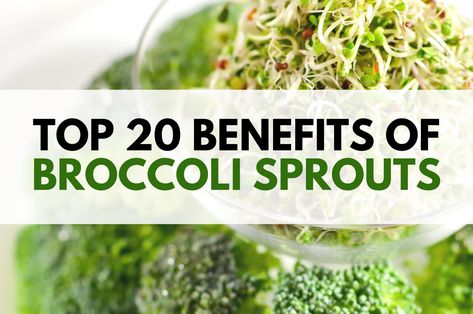 When it comes to superfoods, there’s no question that broccoli sprouts are at the top of the list. These young plants are packed with nutrients that support your body from digestion all the way down to the cellular level. Discover the health benefits of broccoli sprouts here. Broccoli Sprouts Benefits, Health Benefits Of Broccoli, Eat To Beat Disease, Sprouts Benefits, Broccoli Health Benefits, Sport Supplements, Broccoli Benefits, Liver Cleansing, Growing Sprouts