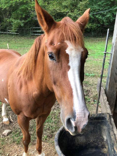 Sorrel Quarter Horse, Sorrel Horse, Barrel Racing, Quarter Horse, Dressage, Chestnut, Beautiful Horses, Equestrian, Horses