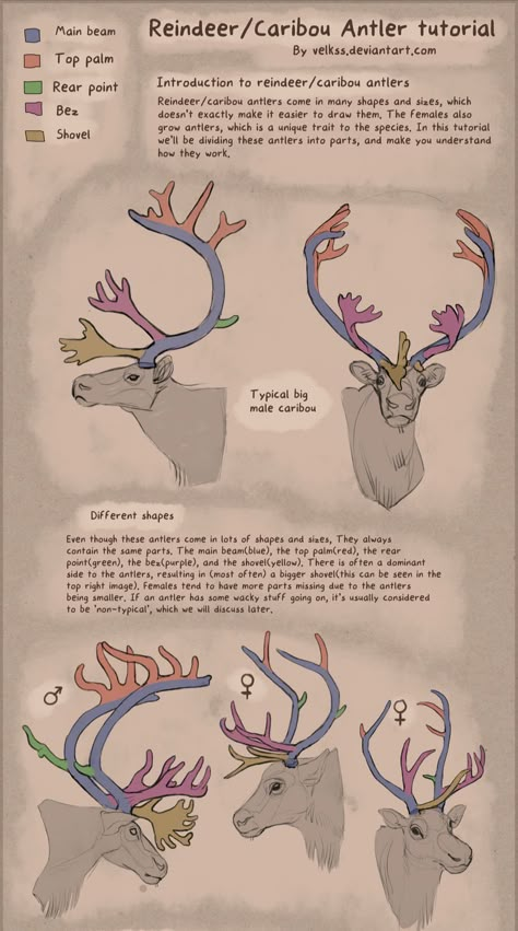 Home / Twitter Antlers Art Reference, Antler Drawing Reference, Caribou Fursona, How To Draw Antlers, Reindeer Antlers Drawing, Reindeer Fursona, Reindeer Character Design, Antlers Reference, Reindeer Anatomy