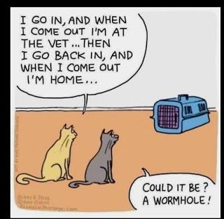 QUILTINGISBLISSFUL Cat Cartoons, Cat Jokes, Cat Comics, Cat Humor, Animal Humor, Science Humor, Cat Quotes, Here Kitty Kitty, Funny Animal Memes