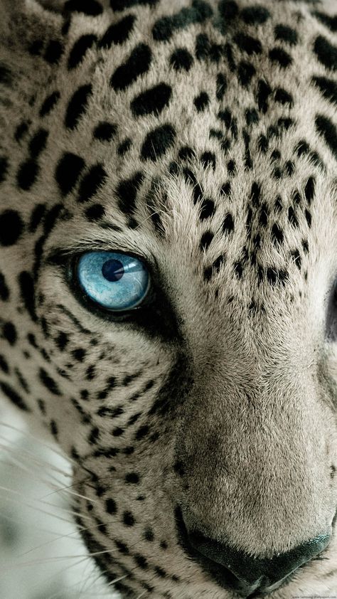 60 Cute Animals iPhone Wallpapers You Would Love to Download – Available Ideas Snow Leopard Pictures, Leopard Pictures, Regard Animal, Regnul Animal, Cheetahs, Snow Leopard, Big Cat, Leopards, Animal Planet