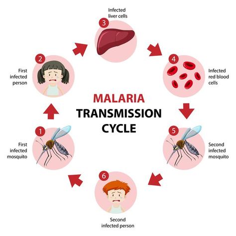 Malaria transmission cycle information i... | Free Vector #Freepik #freevector #infographic #medical #animals #medicine Malaria Infographic, Anopheles Mosquito, Malaria Prevention, Malaria Parasite, Pythagorean Theorem Worksheet, Infographic Layout, Infographic Poster, Information Poster, Human Anatomy And Physiology