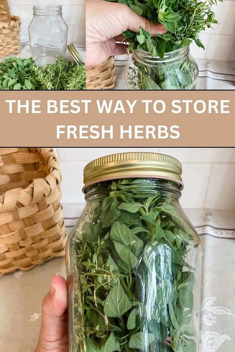 Basil Storage Fresh, Best Way To Store Herbs, How To Gift Fresh Herbs, Storing Herbs From Garden, How To Store Fresh Herbs From Garden, Saving Herbs From Garden, Growing Fresh Herbs, Storing Fresh Sage, How To Save Fresh Herbs