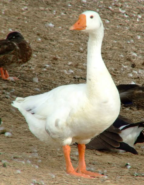 Norwegian White Goose Geese Photography, Geese Breeds, Trumpeter Swan, What The Duck, Friends Vintage, Ducks And Geese, Farm Kids, Duck Duck Goose, Duck Art