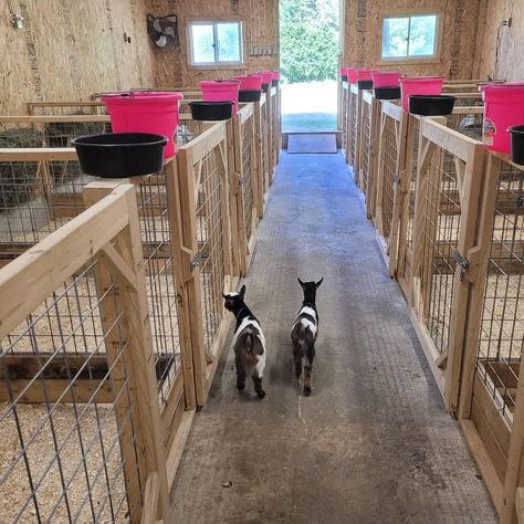 Farm Animals House Ideas, Lamb Stall Ideas, Small Farm Animal Pens, Goat And Sheep Together, Pallet Stalls For Goats, Goat Pasture Layout, Goat House Ideas Buildings, Kidding Pens For Goats, Goat Incloser